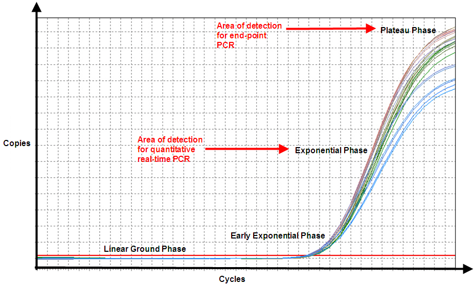 end-point-probes In end-point PCR, reaction products from the plateau phase are detected, and as can be seen, replicates of the sample (same amount of starting nucleic acid) produce different amounts of end product because of variation in the reaction kinetics. In qPCR, even though efficiency is never 100%, the product is nearly doubling with every cycle in the exponential phase, and hence, the reaction is more specific and precise (point of detection in qPCR is determined by the threshold line, which is not shown).