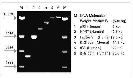 expand-long-range-dntpack-amplification expand-long-range-dntpack-amplification