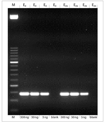 faststart-taq-dna-polymerase-pcr faststart-taq-dna-polymerase-pcr