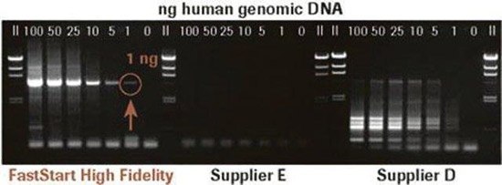 faststart FastStart™ High Fidelity PCR System Amplification of Human Genomic DNA