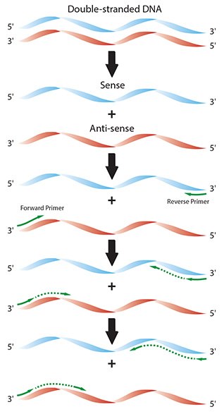 Diagram of the individual reaction processes in a typical PCR. Diagram of the individual reaction processes in a typical PCR.