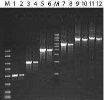 jumpstart Lambda Phage Amplification