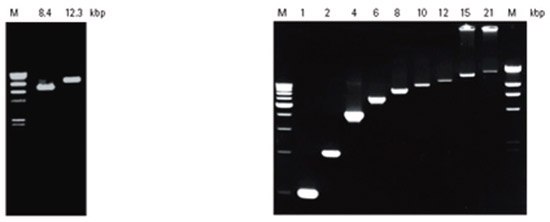 kod KOD Hot Start Genomic and Lambda DNA Amplification
