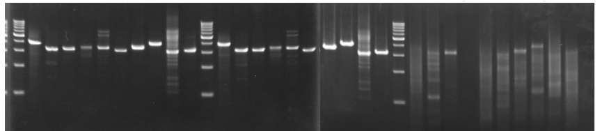 KOD One™ PCR Master Mix