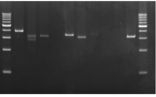 KOD One™ PCR Master Mix Company B