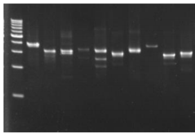 KOD One™ PCR Master Mix Company C