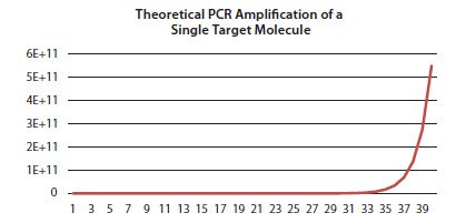 In a theoretical PCR, the quantity of target amplicon doubles with each cycle, leading to exponential amplification of the target sequence (X axis shows the PCR cycles, and the Y axis shows total number of amplicon molecules). In a theoretical PCR, the quantity of target amplicon doubles with each cycle, leading to exponential amplification of the target sequence (X axis shows the PCR cycles, and the Y axis shows total number of amplicon molecules).