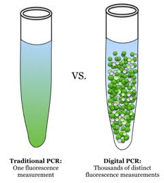traditional-pcr Traditional PCR (qPCR) vs dPCR. With qPCR, one fluorescence measurement is made whereas with dPCR, many such measurements are made (source: Wikimedia Commons). End-point PCR products are often analyzed by non-fluorescent methods, e.g. colorimetric detection.