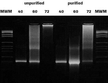 Effect of excessive cycling on impure and pure templates. A PCR product (245 bp amplicon from exon 6 of the dopamine 2 receptor gene) was reamplified in a series of reactions. In one set of experiments, the template was not purified before it was used. In the second set, the template was purified by agarose gel electrophoresis before reamplification. In both sets, the template was amplified for either 40, 60, or 72 cycles. Aliquots (8 µL) of the products were analyzed on a 3% agarose gel. Effect of excessive cycling on impure and pure templates.