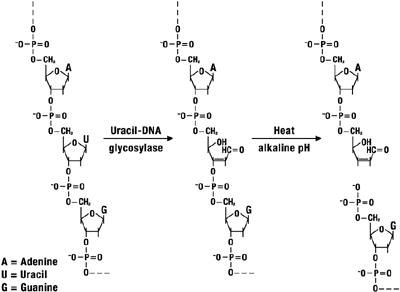 Removal of contaminating U-DNA with uracil-DNA glycosylase. Removal of contaminating U-DNA with uracil-DNA glycosylase.