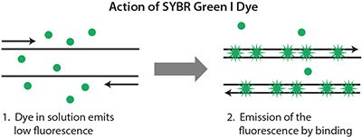 action-of-sybr-green-1-dye Action of SYBR Green I Dye