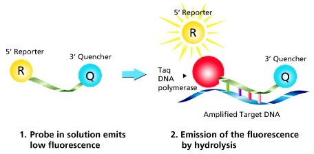 dual-labeled-probes Cómo funcionan las sondas con marcaje doble