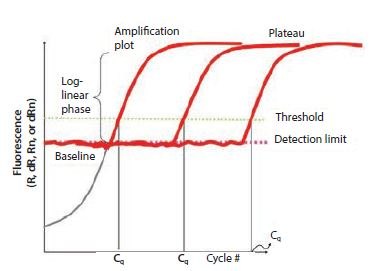 Componentes de los gráficos de amplificación. Este gráfico muestra el aumento de la fluorescencia con el número de ciclos para diferentes muestras. El umbral se establece por encima del límite de detección, pero muy por debajo de la fase de meseta durante la cual la tasa de amplificación se ralentiza. Componentes de las gráficas de amplificación
