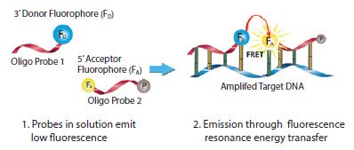 light-cycler-probe Mechanism of LightCycler FRET Probes