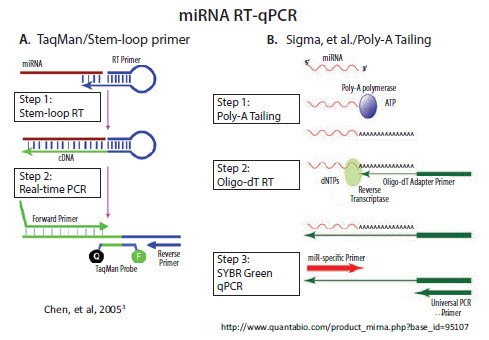 RT and qPCR of miRNA RT and qPCR of miRNA