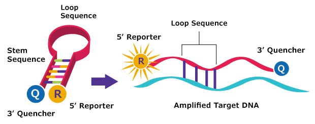 Schematic of how molecular beacons work Drawing showing closed hairpin structure of an unbound molecular beacon with no fluorescence vs a target DNA bound molecular beacon with open structure and fluorescence signal
