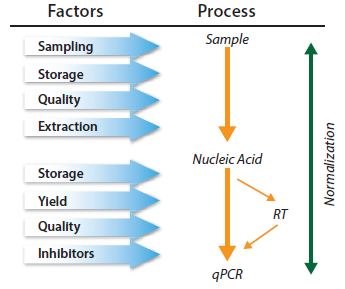 La qPCR es un proceso de varios pasos y cada paso debe ser controlado. Debe considerarse la normalización dentro de una serie de controles. La qPCR es un proceso de varios pasos y cada paso debe ser controlado