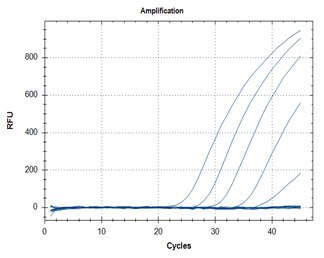 RT-qPCR – Quantitative Reverse Transcription PCR SARS-CoV-2 detection assays utilizing the ABScript II One Step RT-qPCR Probe Kit (Cat. No. RK20407) for primer targets N1 (graph A) and N2 (graph B).