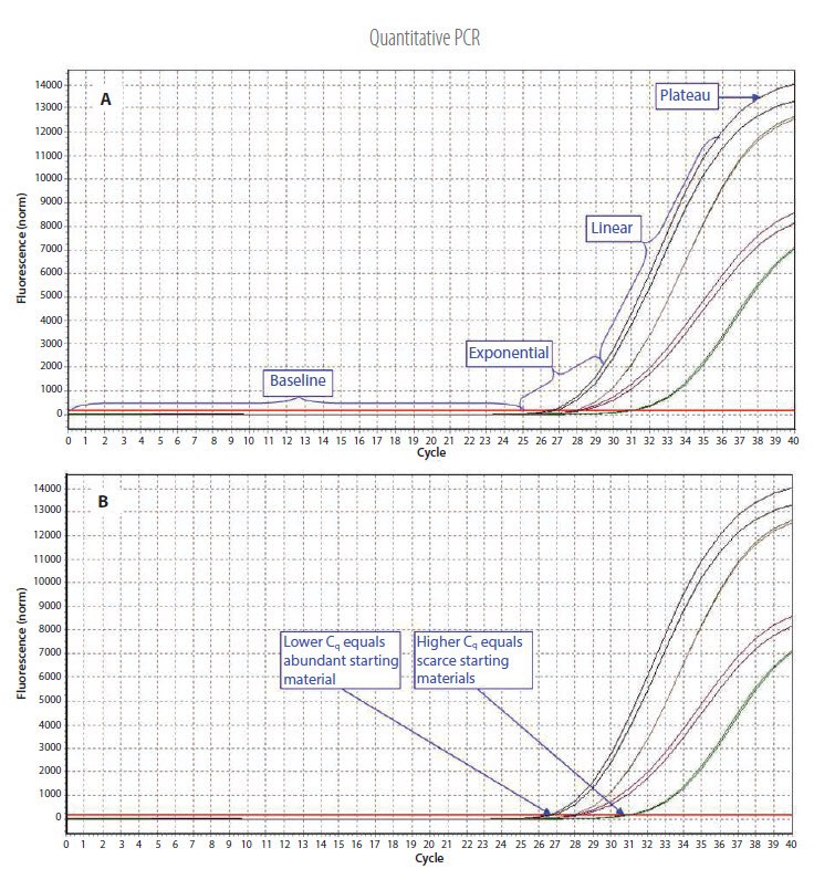 Example qPCR Assay Data Example qPCR Assay Data