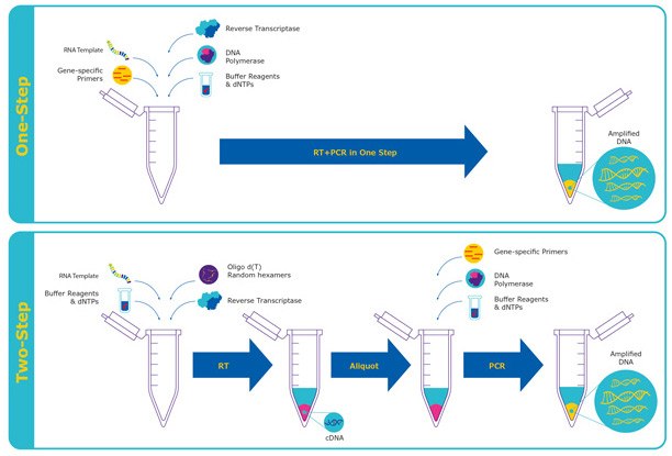 RT-qPCR – Quantitative Reverse Transcription PCR Diagram comparing one-step RT-qPCR workflow vs two-step RT-qPCR workflow.