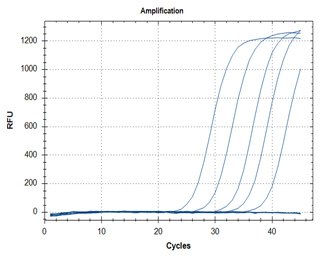 RT-qPCR – Quantitative Reverse Transcription PCR A: N1 Assay