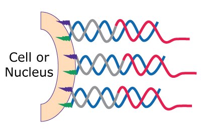 Co Anchor Cell or Nucleuses Labeling of MULTI-seq components, Step 3: Treat co-anchor/barcode mixture into cells or nucleuses. Incubate for 5 minutes on ice. Wash with 1% BSA to absorb excess anchors and co-anchors.