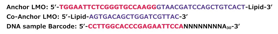 DNA Sequences MULTI-seq DNA sequences of Anchor, Co-Anchor and DNA sample barcodes.