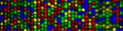 DNA sequencing lanes An image of DNA sequencing columns showing fluorescently tagged bases uniquely coding A, C, G and T