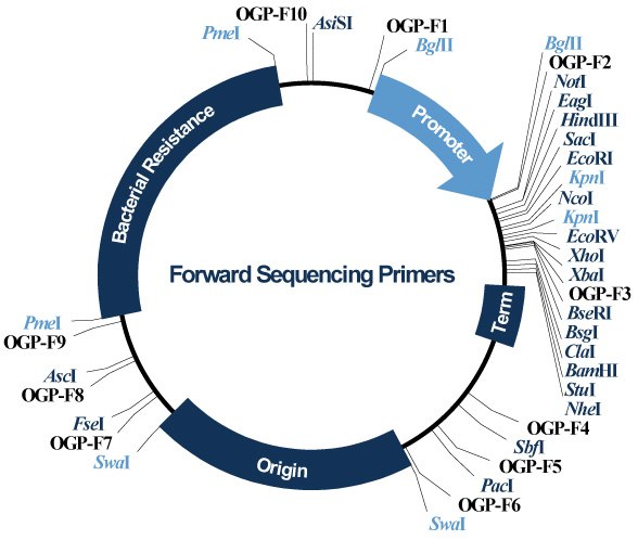Forward Sequencing Primers Forward Sequencing Primers
