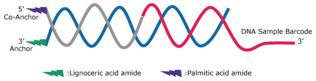 Membrane Embedded Membrane embedded Anchor/Co-anchor pair annealed to the DNA sample barcode.