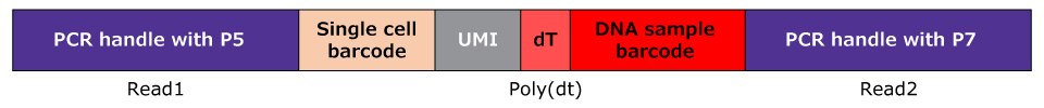 Multi Seq Sample Barcode Full assembly of the MULTI-seq sample barcode library.