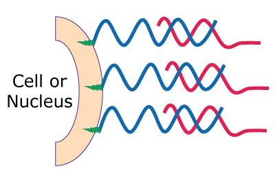 Treat Anchor Barcode Mixture Labeling of MULTI-seq components, Step 2: Treat anchor/barcode mixture into cells or nucleases. Incubate for 5 minutes on ice.