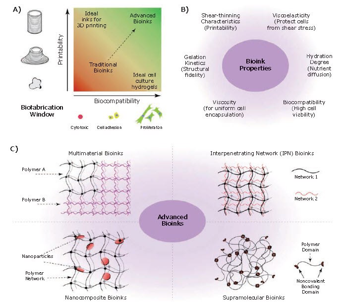 bioinks-n Bioinks for 3D bioprinting. A) Rational approach for designing bioinks requires considering both printability and biocompatibility. B) Properties of an ideal bioink. C) Classification of advanced bioinks into four major groups. Reproduced with permission from reference 5, copyright 2016 Springer Nature.