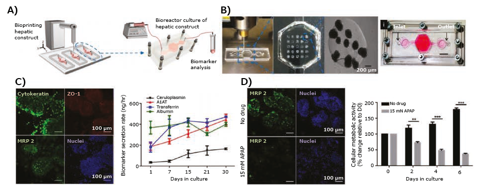 bioprinted-liver-model-n 3D-bioprinted liver model. A) Schematic of the hepatic bioreactor culture platform integrated with a bioprinter and biomarker analysis module.