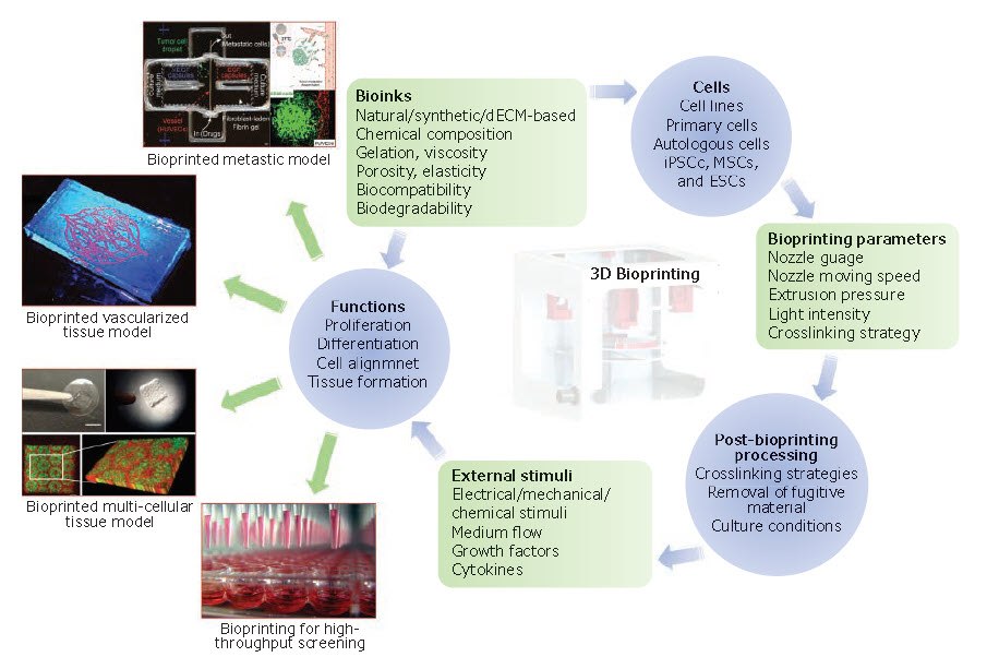 components-applications-3d-bioprinting-n The essential components and applications of 3D bioprinting.