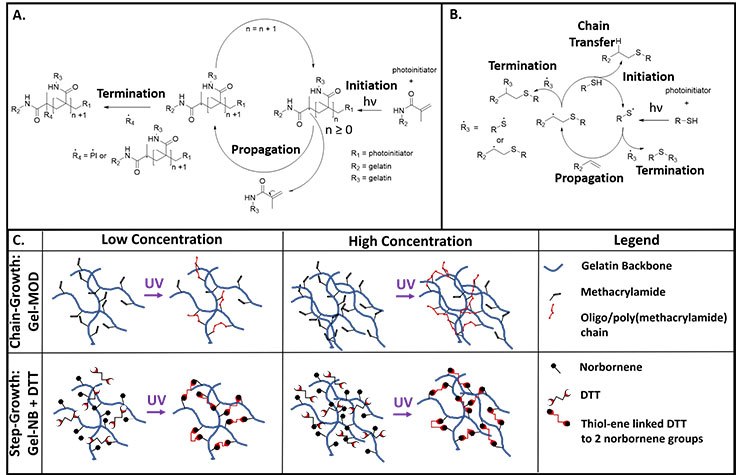 Illustration of chain-growth (Gel-MOD) vs step-growth (Gel-NB + DTT) crosslinking using thiol-ene photoclick chemistry. Adapted with permission from reference 22, copyright 2018 Wiley. Illustration of chain growth