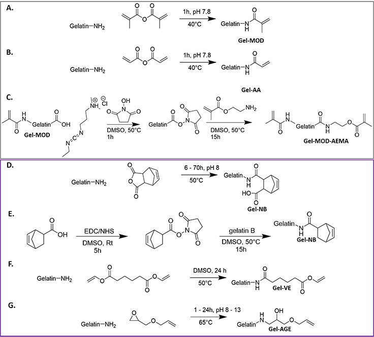 Overview of preparation methods of different photo-crosslinkable gelatins: chain-growth derivatives (grey, upper frame): A) gelatinmethacrylamide (Gel-MOD),6 B) gelatin-acrylamide (Gel-AA),21 C) Gel-MOD-AEMA,5 step-growth derivatives (purple, lower frame), D) gel-norbornene (Gel-NB) synthesized via reaction with carbic anhydride,1 E) Gel-norbornene (gel-NB) synthesized via reaction with 5-norbornene-2-carboxylic acid,22 F) gel-vinyl ester (Gel-VE),23 G) allylated gelatin (Gel-AGE).24 Overview of preparation methods