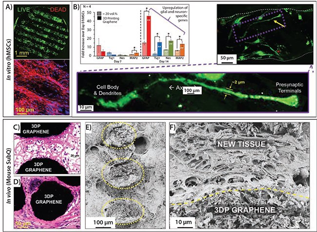confocal-microscopy-reconstruction Confocal microscopy reconstruction