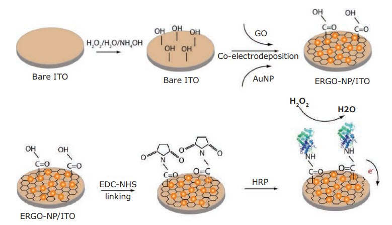 Depicting-surfacr-functionalized Schematic diagram depicting the surface functionalization of the formation of the HRP/ERGO-NP/ITO modified electrode applied for detection of H2O2