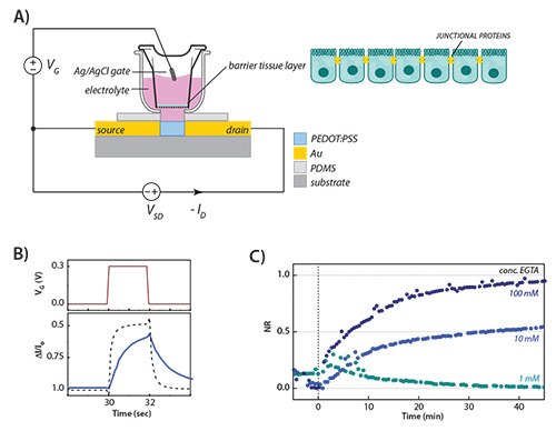 Architecture of an OECT integrated with barrier tissue layer; tissue is supported on a permeable membrane. The illustration on the right shows tightly packed epithelial cells with junctional proteins that regulate transport. <strong>B</strong>) OECT characteristics, showing a VG pulse (top) and normalized drain current, ΔI/Io (bottom), when healthy cells are present (solid blue) and when no cells are present (dashed black). A reduction in ionic flux caused by the presence of a barrier tissue layer slows device response time (VG = 0.3 V). <strong>C</strong>) Normalized Response (NR) calculated from OECT modulation on addition of varying concentrations of ethylene glycol-bis(2-aminoethyl ether)-N,N,N’,N’-tetraacetic acid (EGTA), as shown. EGTA was added at time=0. NR=0 refers to observed modulation when a healthy barrier layer is present, and NR=1 refers to observed modulation when barrier properties are destroyed: progression from 0 to 1 indicates barrier tissue disruption. Applications in Whole Cell Biosensors