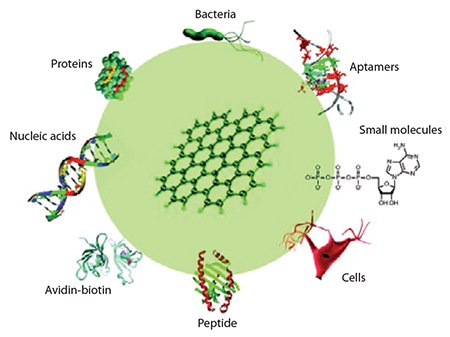 Biofunctionalization of graphene and its derivatives.7 Reprinted with permission from Elsevier. Biofunctionalization of graphene and its derivatives