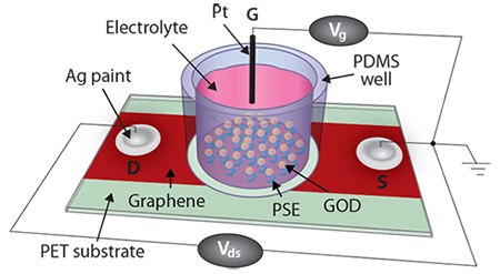 CVD graphene-based FET biosensor. Adapted from Reference 32. CVD graphene-based FET biosensor