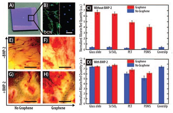 Graphene accelerates bone cell differentiation. <b>A</b>) Optical image of CVD graphene on Si/SiO<sub>2</sub>, showing the graphene boundary. <b>B</b>) OCN marker indicates bone cell formation only on the graphene area. <b>C</b>) Cells grown in the absence of BMP-2. <b>D</b>) Cells grown in the presence of BMP-2. <b>E-H</b>) PET substrate stained with alizarin red reveal calcium deposits due to osteogenesis. <b>E</b>) PET without BMP-2 and without graphene. <b>F</b>) PET without BMP-2 and with graphene. <b>G</b>) PET with BMP-2 and without graphene. <b>H</b>) PET with both BMP-2 and graphene. Scale bars 100 μm. Reprinted with permission from reference 16. Copyright 2011 American Chemical Society. Graphene accelerates bone cell differentiation