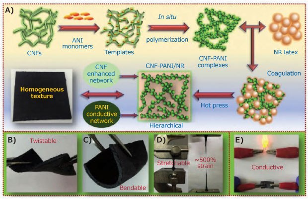 Synthesis of conductive CNF-PANI/NR hybrid elastomers and the demonstration of their flexibility, bendability, stretchability, and conductivity. Schematic for conductive CNF-PANI/NR hybrid elastomer synthesis with a hierarchical 3D network structure. Demonstration of the CNF-PANI/NR hybrid elastomer's flexibility, bendability, stretchability, and conductivity