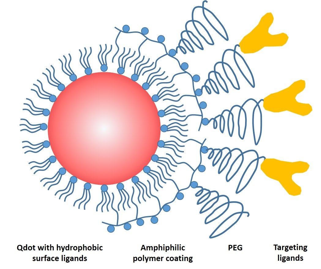 Schematic drawing of a common QD probe Schematic drawing of a common QD probe featuring a core particle capped by a layer of hydrophobic ligands, an amphiphilic encapsulating polymer layer for solubility, a polyethylene glycol (PEG) layer for non-specific binding reduction, and a targeting ligand for biomolecular recognition.