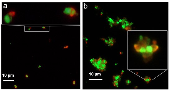 Images of coupled sub-micron biotinylated FNDs containing NVN centers (green) and streptavidin functionalized FNDs containing NV centers (red), comparing a) 30 minute incubation time and b) overnight incubation. Coupled sub-micron biotinylated FNDs containing NVN centers (green) and streptavidin functionalized FNDs containing NV centers (red), comparing a) 30 minute incubation time and b) overnight incubation.
