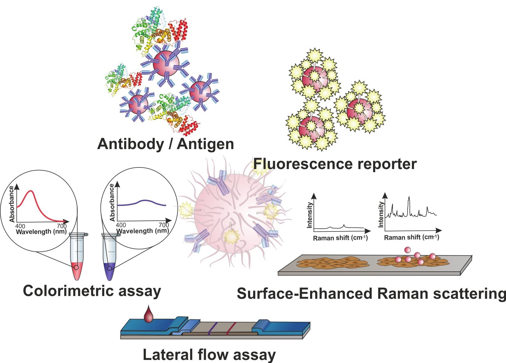 Gold nanoparticles (AuNPs) for molecular diagnostics Gold nanoparticles (AuNPs) for molecular diagnostics