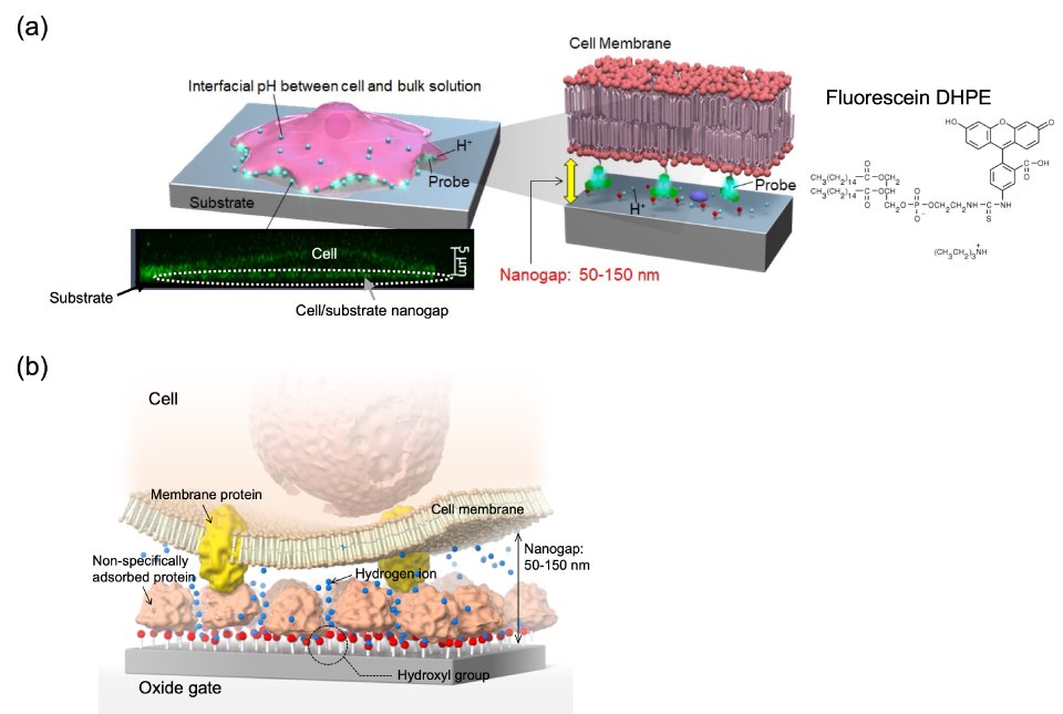 Schematic illustration of hydrogen ion behaviour around cell cultured on substrate The top part of the figure presents a schematic illustration depicting the behavior of hydrogen ions around a cell cultured on a substrate. It highlights the use of phospholipid fluorescein as an extracellular pH indicator (Probe), fixed to the plasma membrane's external side. This visualization provides insights into the spatial distribution and behavior of hydrogen ions near the cell's extracellular environment, offering valuable information for understanding cellular processes, pH regulation, and the interaction between cells and their microenvironment. The bottom part of the figure emphasizes the schematic illustration of the cell/gate nanogap interface, with a focus on membrane proteins. This visualization highlights the interface between the cell and the gate at the nanoscale, emphasizing the role of membrane proteins in mediating interactions and signal transduction. The detailed depiction provides valuable insights into the nanoscale architecture and functional dynamics of the cell/gate interface, contributing to advancements in biosensing, cellular electrophysiology, and bioelectronic interface design.