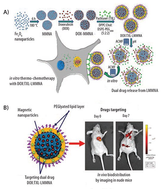 A) Illustration of pH-sensitive and thermosensitive LMMNA as a dual drug delivery system containing doxorubicin (DOX) and paclitaxel (TXL). Drug release is triggered by an AC magnetic field applied to the tumor cells (B) in vivo biodistribution and thermo-chemotherapy studies controlled through fluorescence imaging.14 Illustration of the synthetic procedure for the synthesis
