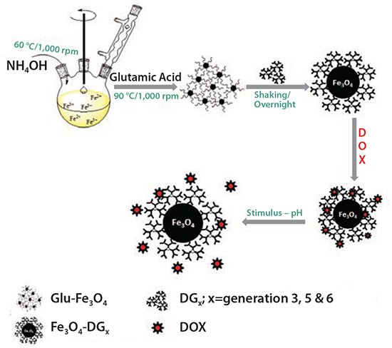 Illustration of the synthetic procedure for the synthesis of PAMAM-Fe3O4-DOX triads and their application in pH-responsive drug delivery.13 Illustration of the synthetic procedure for the synthesis